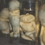 Dead mutant babies provide entertainment in Kazan, Saint Petersburg and many other fine cities in Russia.