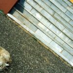 Dead fox behind the temple.